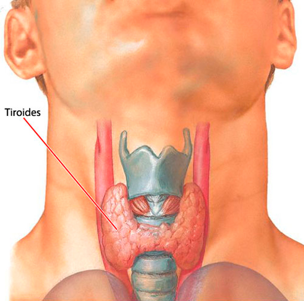A-GLÂNDULA-TIROIDE-E-A-CLARIAUDIÊNCIA-tiroides